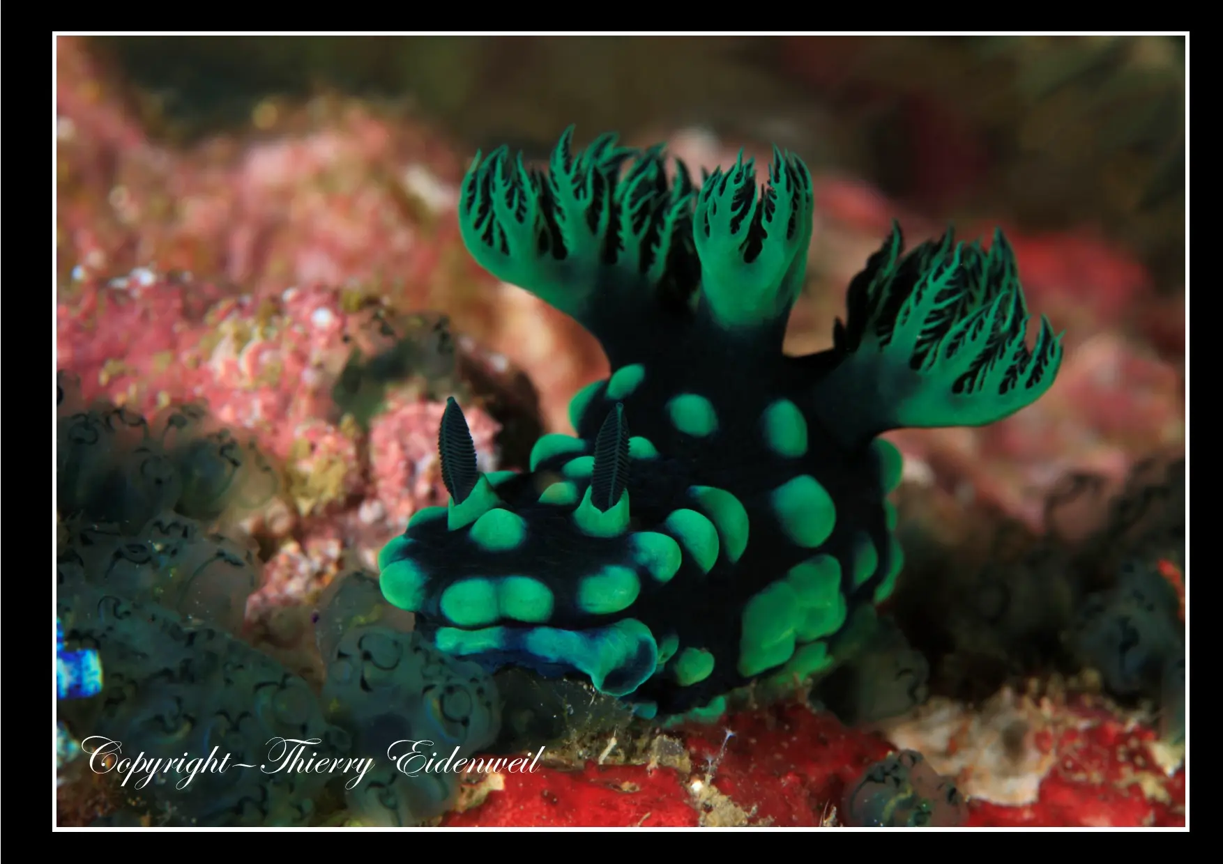 Anilao Macro Dive Media Highlight
